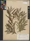 Foto von Salix purpurea L. x Salix viminalis L.